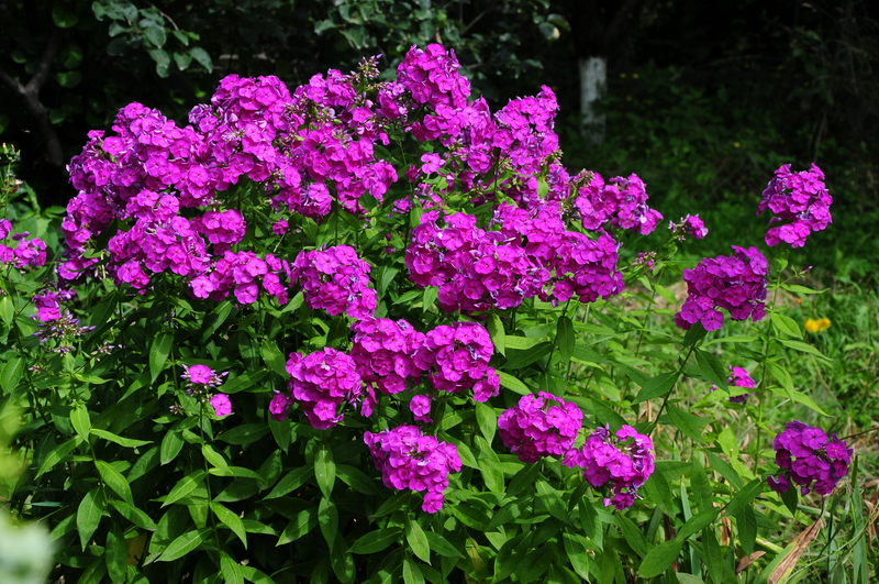 Garden home